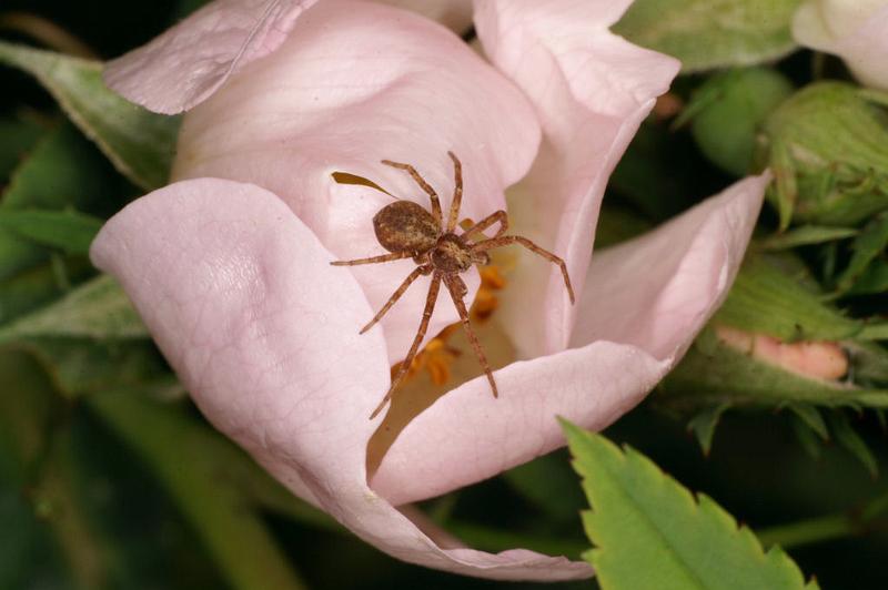 Philodromus_cespitum_D4996_Z_89_Les Gris_Frankrijk.jpg